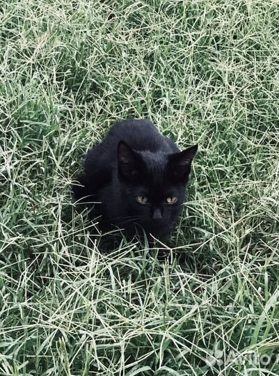 Ласковый котенок