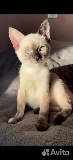 Чудесная кошечка в добрые руки