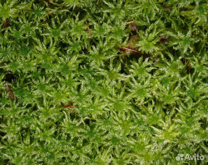 Мох сфагнум живой