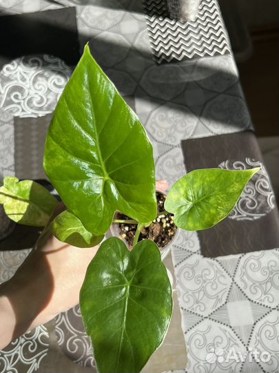 Alocasia gageana variegated
