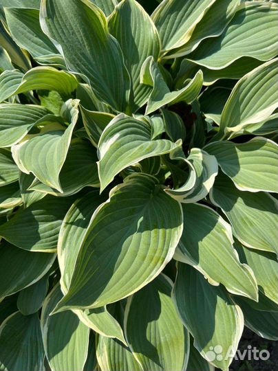 Хосты. Многолетники