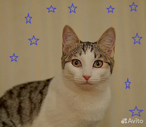 Котенок Проша