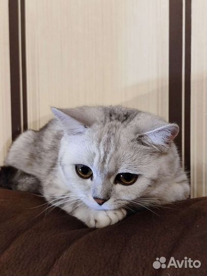 Кот для вязки