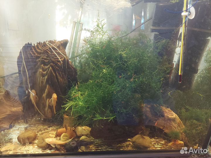 Сомики анциструсы