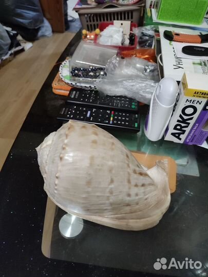 Ракушка морская большая