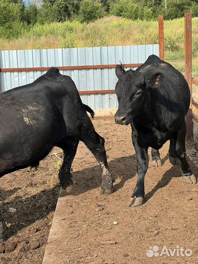 Бычки на Плем