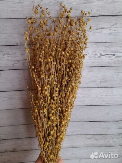 Сухоцветы разные