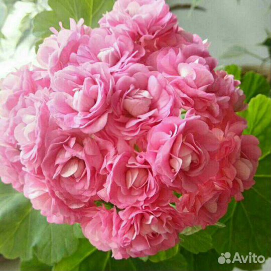 Пеларгония герань розебудная