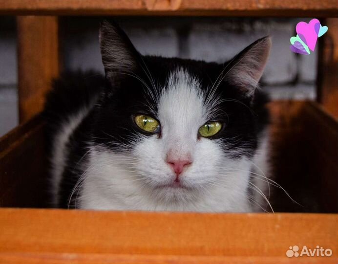 Кошка Фиса, 1.5 года, ласковая и изящная