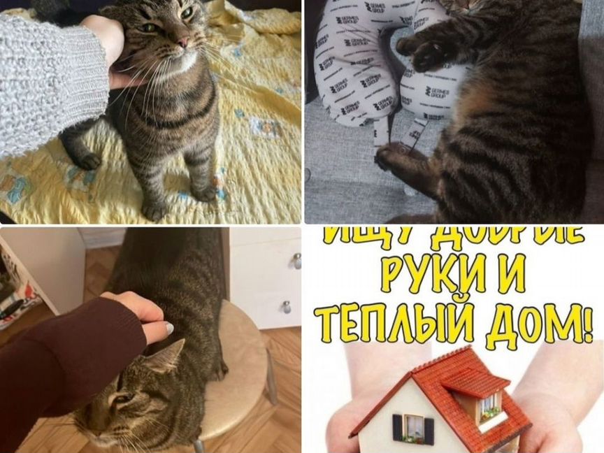 Кот ищет передержку