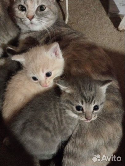 Кошка деревенская