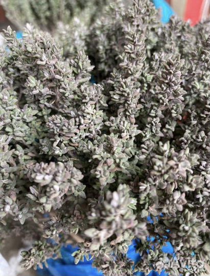 Розмарин,тимьян,шалфей