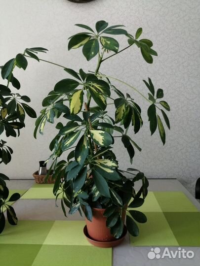 Комнатные растения цветы