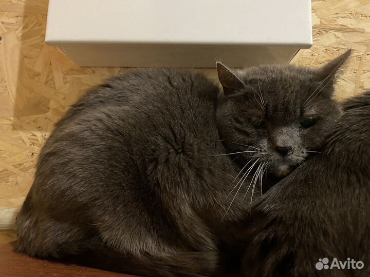 Пристраиваются два клевых кота