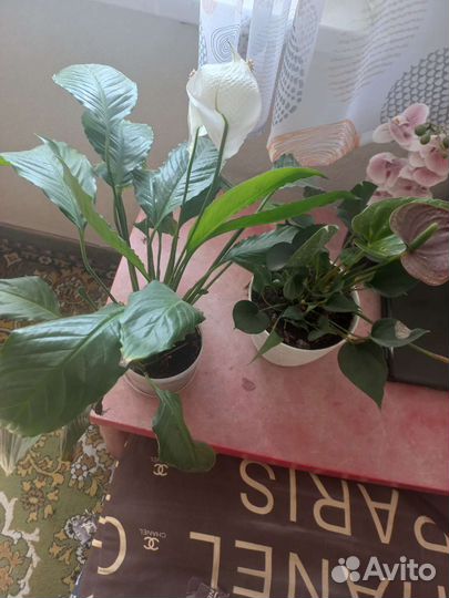 Рассада помидор и огурцов