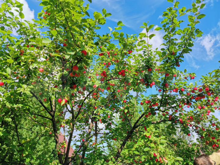 Участок 16 сот. (ИЖС)