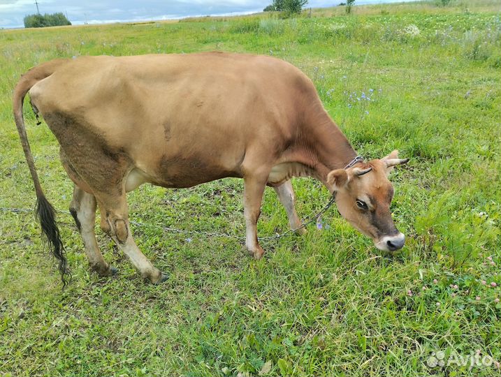 Продам джерсейскую тёлочку