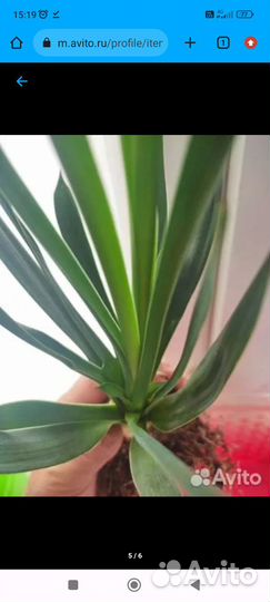 Пальма- Юкка садовая, отдаю за 600