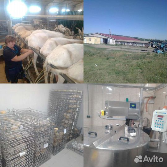 Козья ферма - Сыроварня