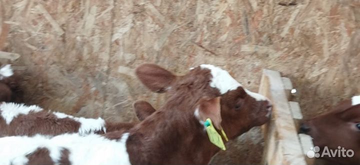 Телята бычки тёлки доставка бесплатная