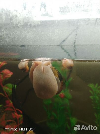 Улитки Ампулярии