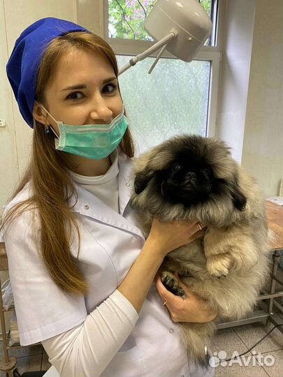 Зоопсихолог ветеринарный врач