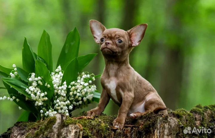Чихуахуа,девочка-шоколадка