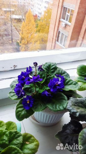 Цветы домашние в горшках