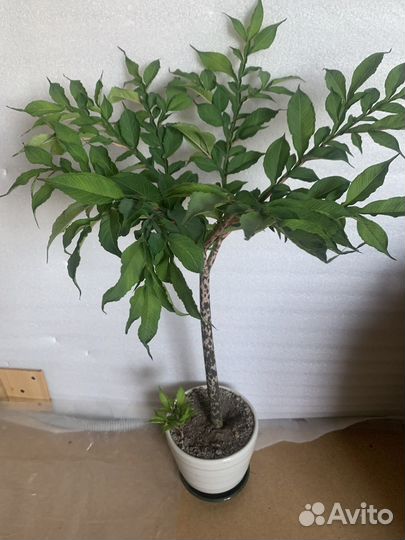 Комнатный цветок - Змеиная пальма