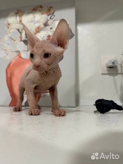 Канадский сфинкс