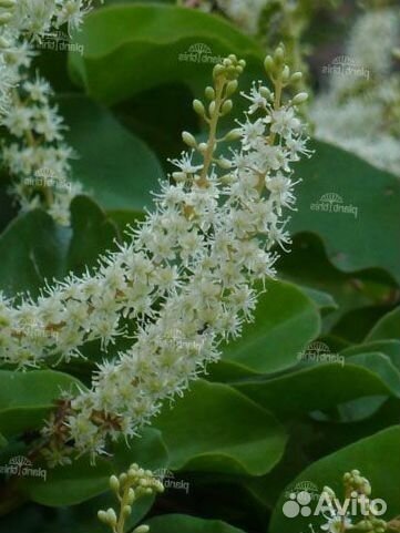 Буссенгольция базелловидная