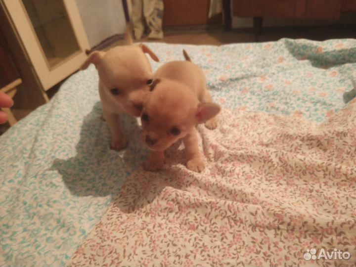 Щенки чихуахуа