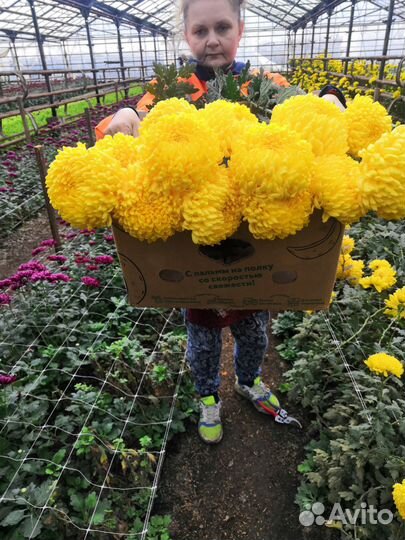 Хризантема черенки