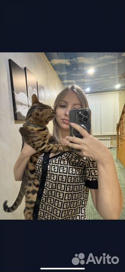 Бенгальский кот вязка