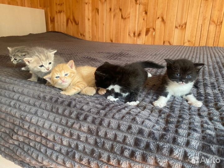 Котята в добрые руки