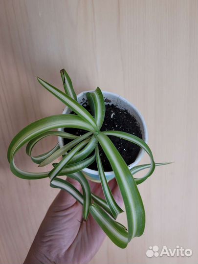 Хлорофитум бонни