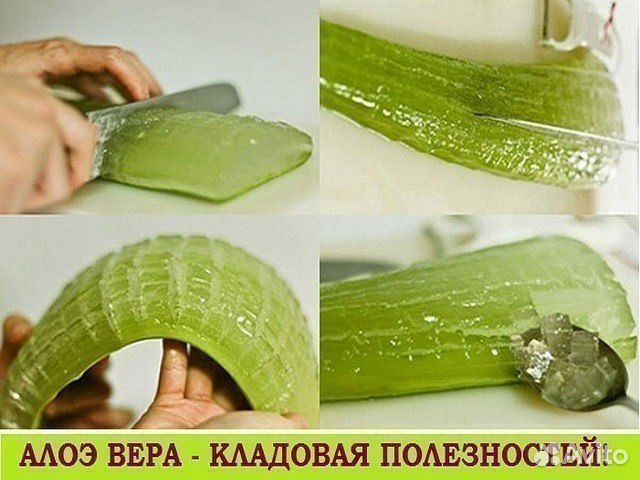Настоящее Алоэ-Вера
