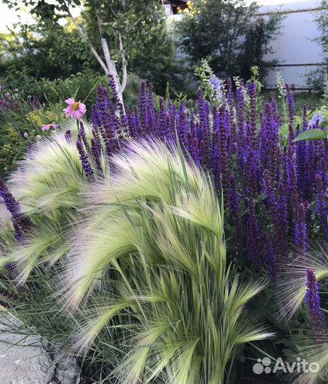 Растения для сада