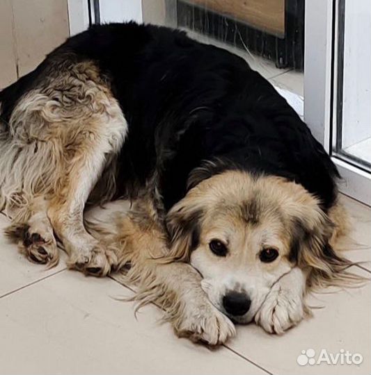 Собака на улице