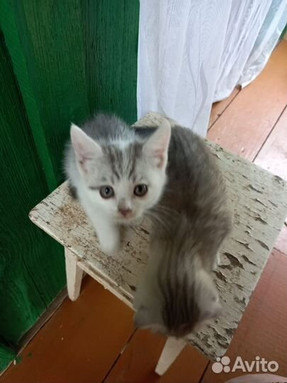 Отдам котенка в добрые руки