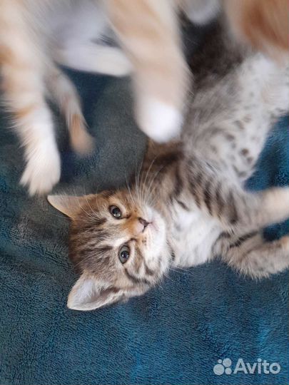 Котята в дар