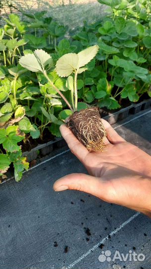 Рассада клубники