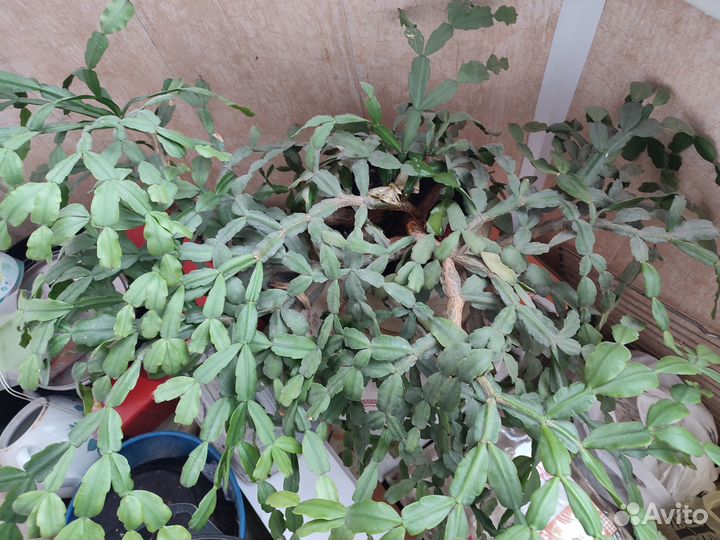 Декабрист шлюмбергера