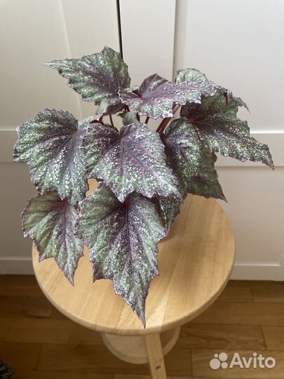 Бегонии королевские