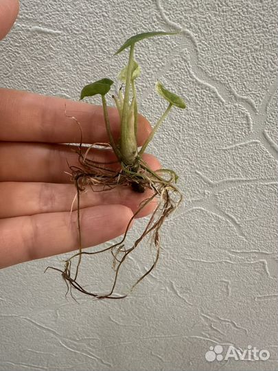 Алоказия Пинк Драгон вар