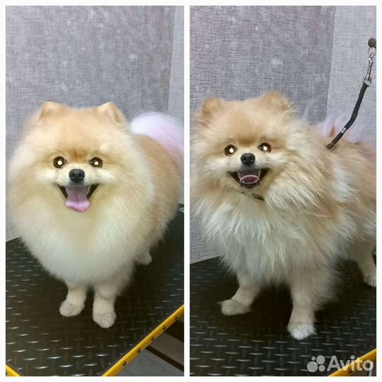 Стрижка собак и кошек