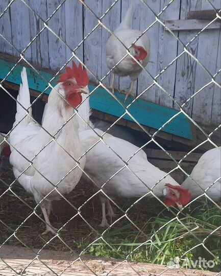 Куры несушки