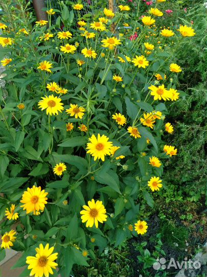 Букеты миксы, ромашка,гелиопсис, рудбекия, розы