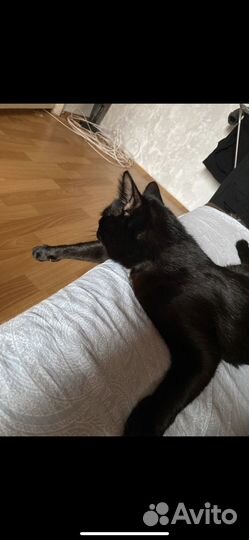 Отдам кота в добрые руки, есть доставка