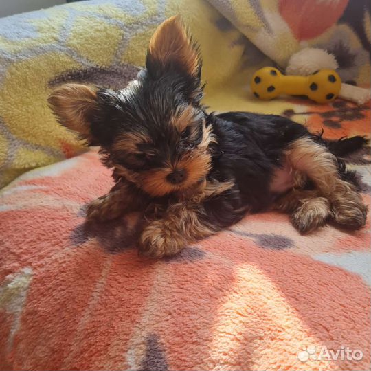 Йоркширский терьер